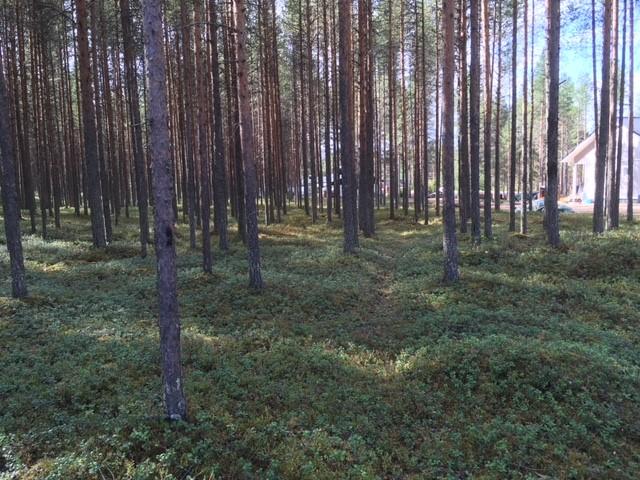 Avaran mäntykankaan takana pilkottaa rakennuksia.