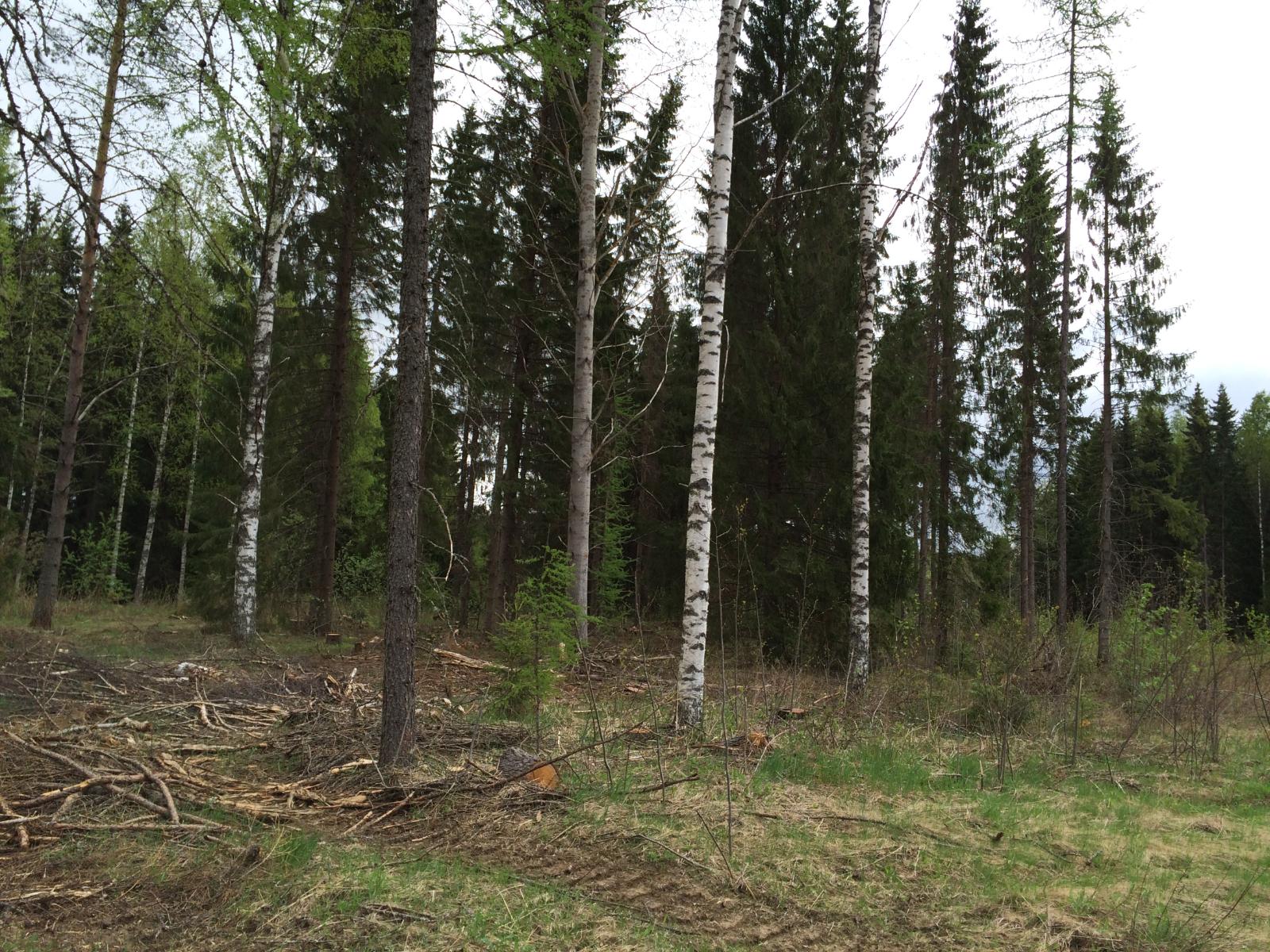 Kesäisessä sekametsässä on maassa karsittuja puita. Etualalla on puuton alue.