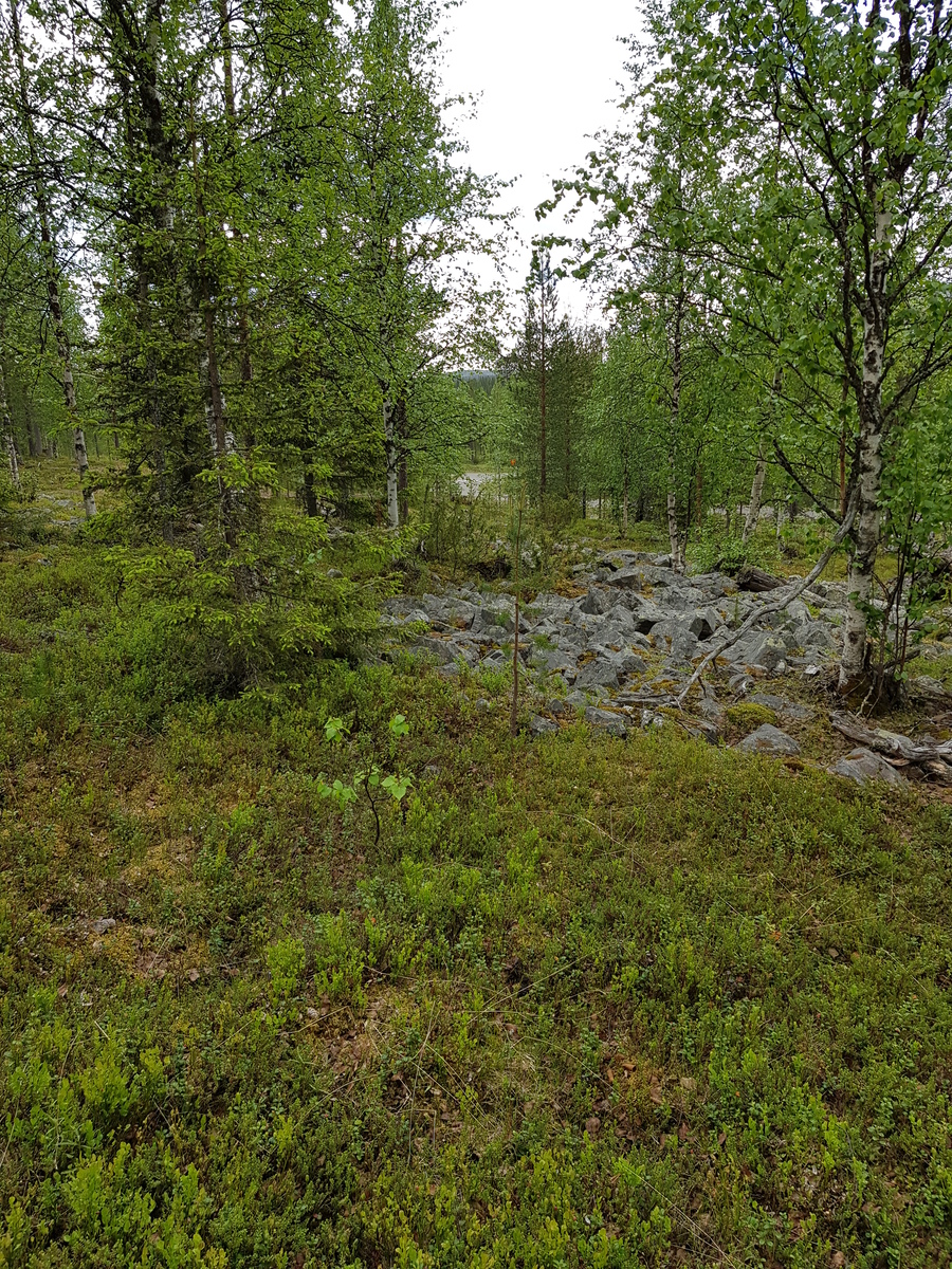 Kesäisessä metsässä kasvaa koivuja, mäntyjä ja kuusia. Keskellä on kivikko.