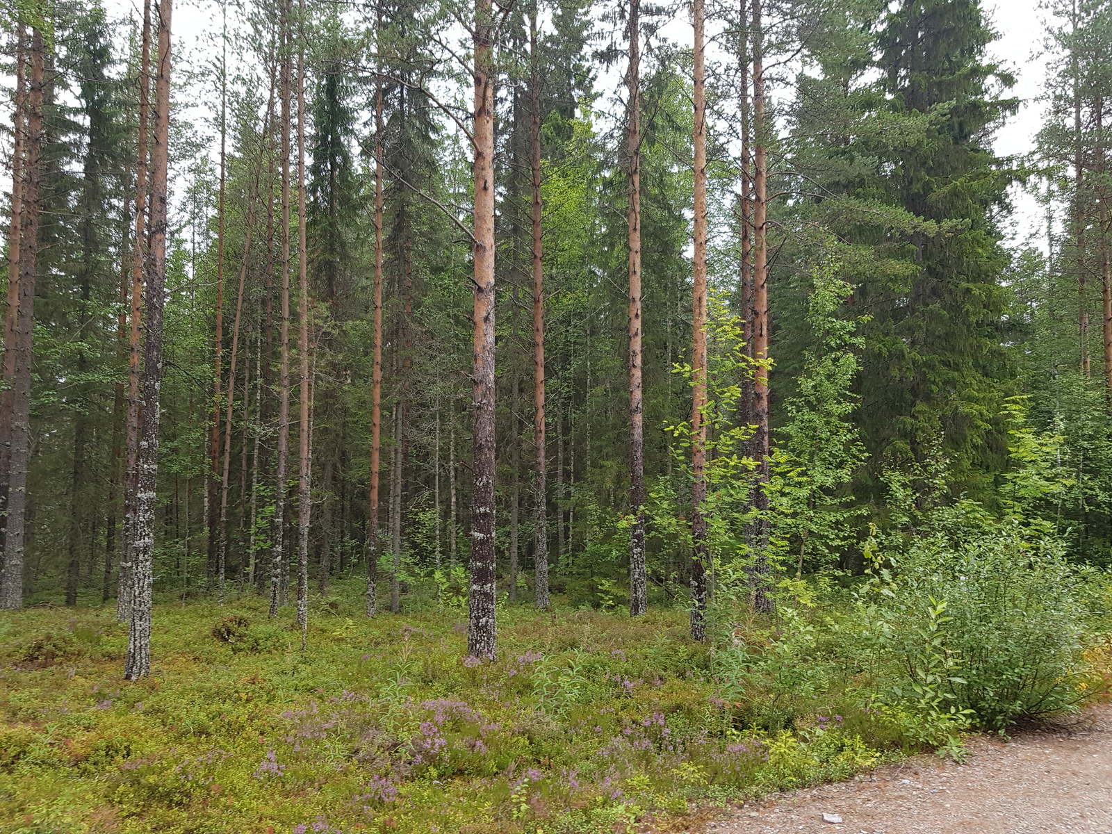 Havupuuvaltaisessa metsässä kasvaa myös nuoria lehtipuita. Etualalla on hiekkatien reuna.