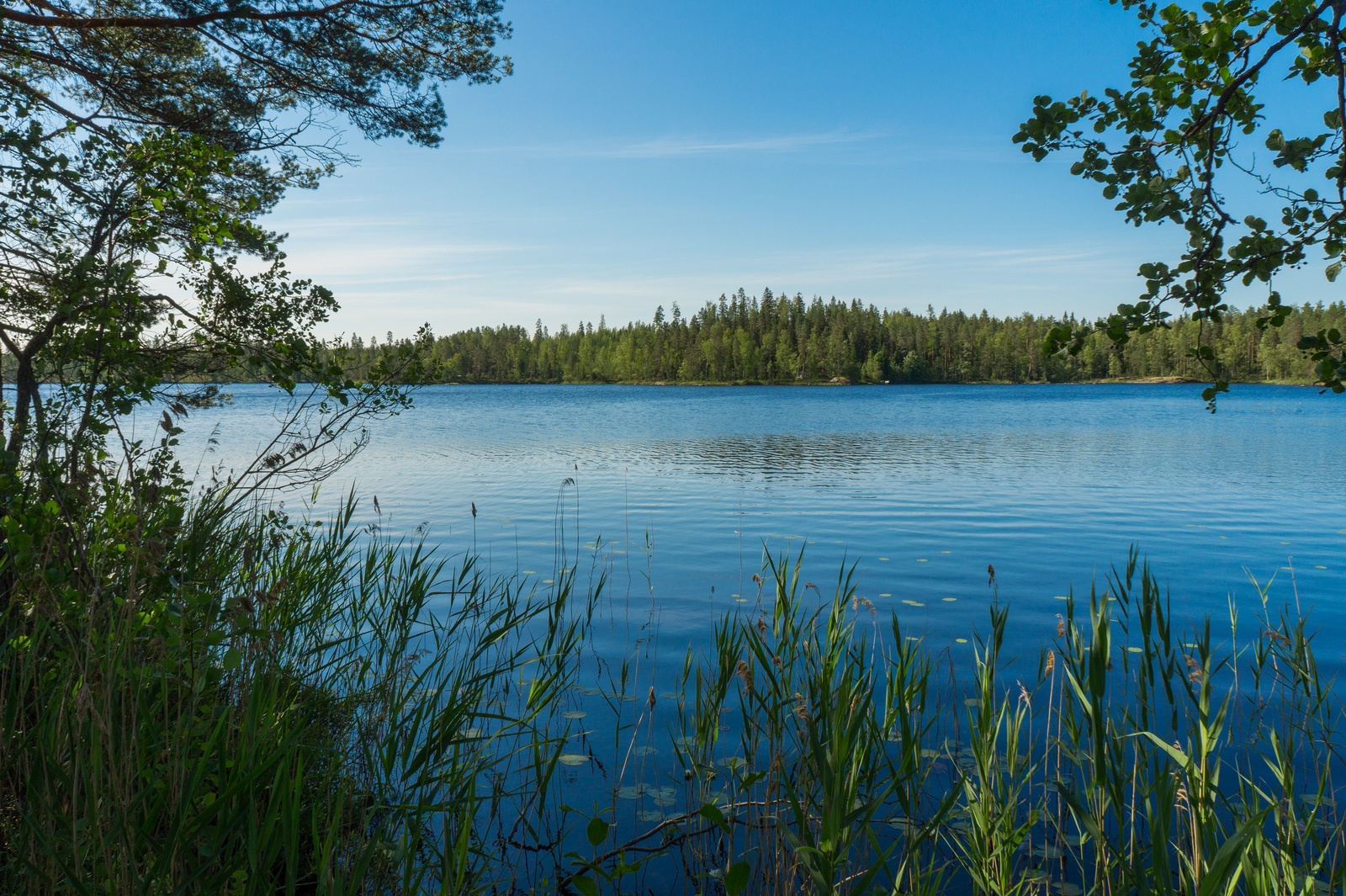 Rantapuut reunustavat kesäistä järvimaisemaa. Rantavedessä on vesikasveja ja taivas on pilvetön.