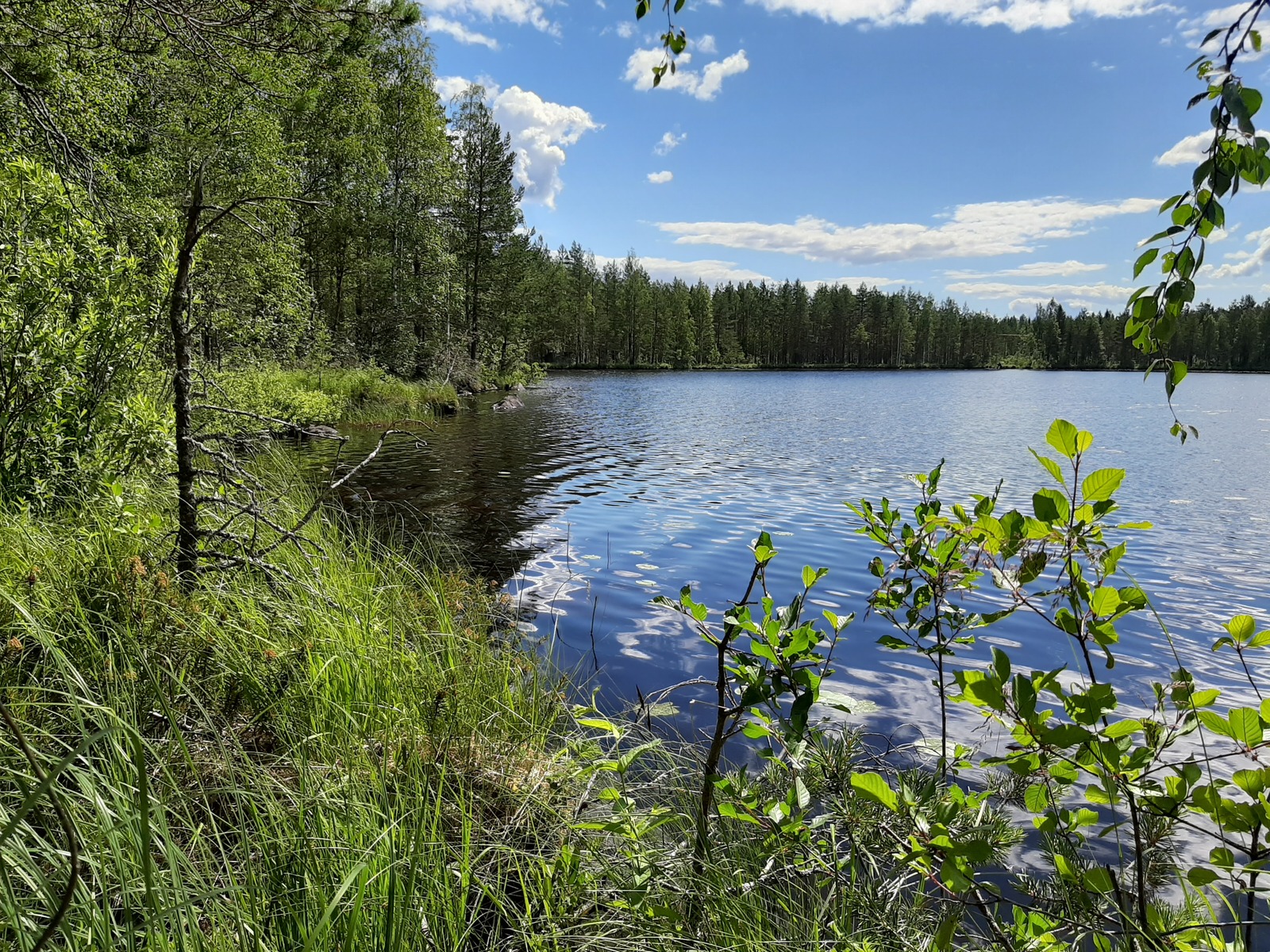 Kesäinen metsä reunustaa järveä oikealle kaartuvassa rantaviivassa. Etualalla on nuoria lehtipuita.