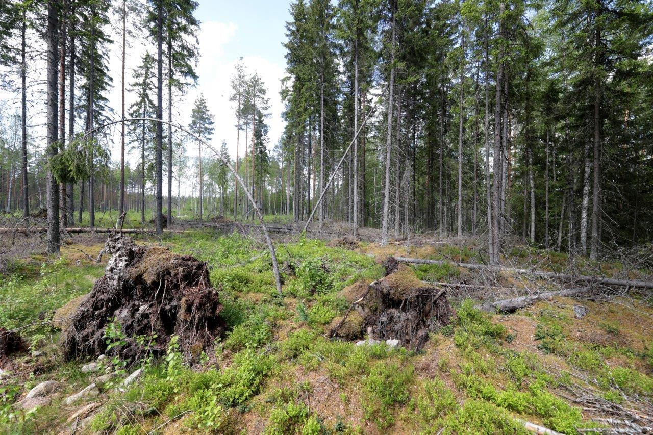 Kesäisessä kuusimetsässä on kaatuneita puita etualan avoimella alueella.
