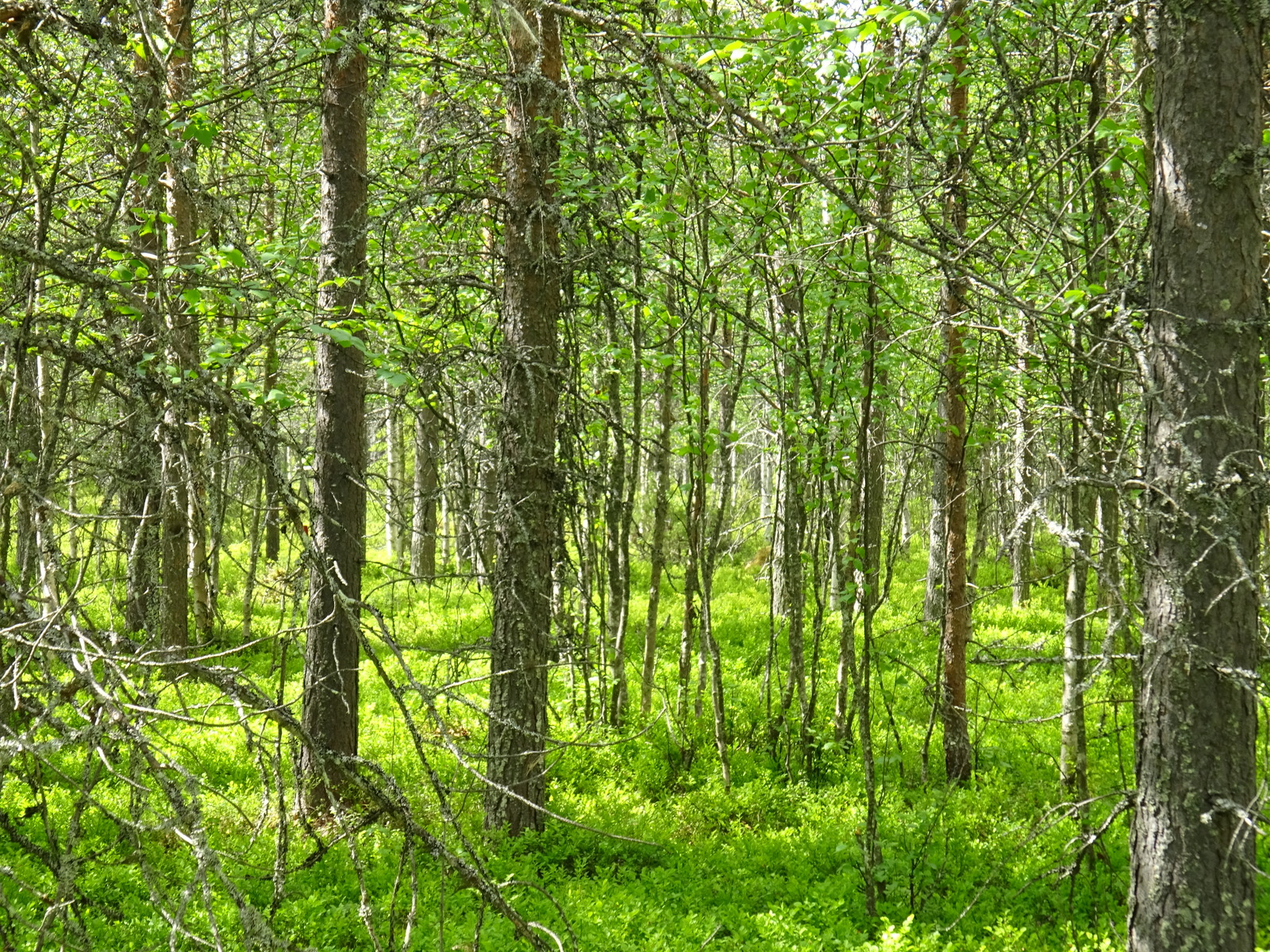 Kesäisessä sekametsässä kasvaa koivuja, katajia ja mäntyjä. Aurinko paistaa metsään.