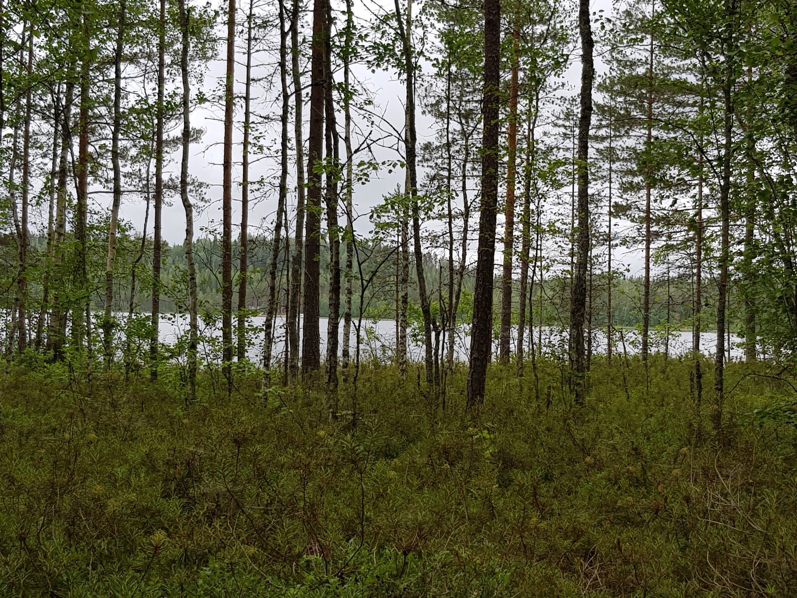 Rannassa kasvavan sekametsän takana häämöttää järvi. Etualalla on suopursuja.