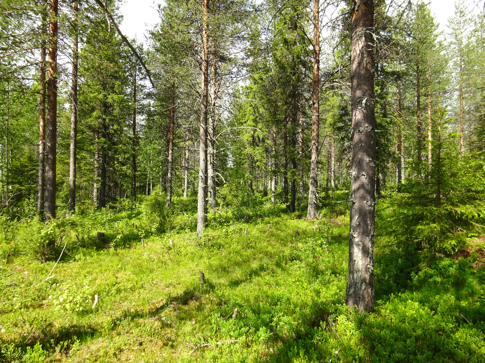 Aurinko paistaa havupuuvaltaiseen sekametsään.