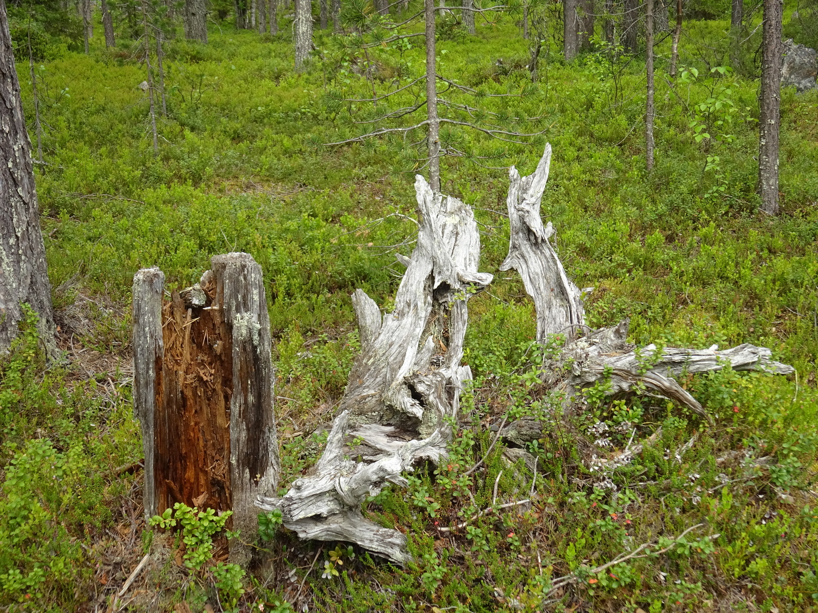 Maassa on kelottunut kanto ja juurakko, joiden ympärillä kasvaa puolukan- ja mustikanvarpuja.