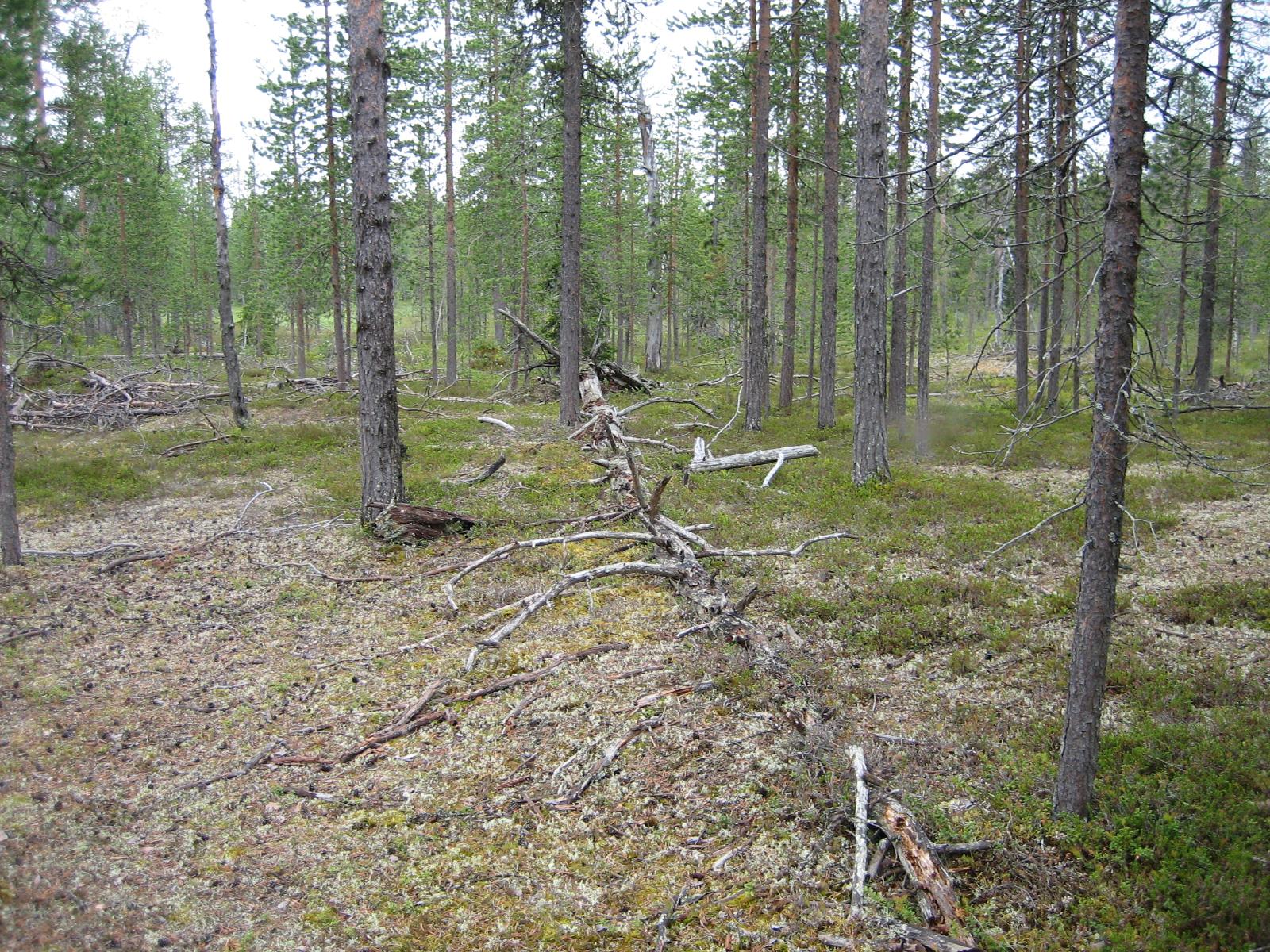 Avara kangasmetsä, jossa kaatuneita mäntyjä.