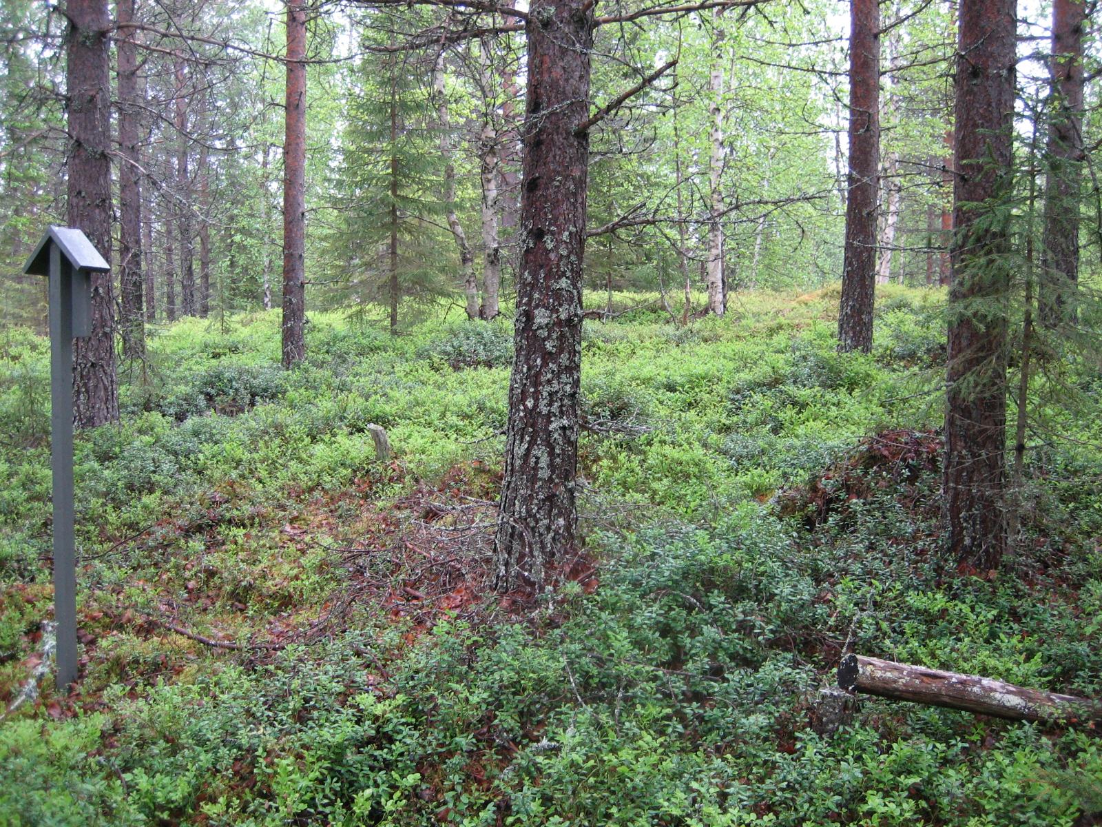 Kesäisessä sekametsässä kasvaa koivuja, kuusia ja mäntyjä.