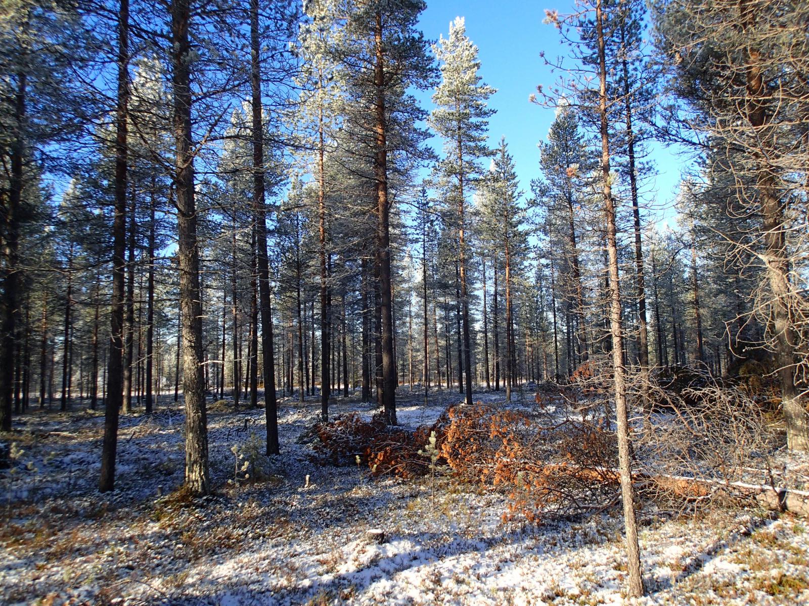 Ohut lumipeite mäntykankaalla. Oikealla kaatunut puu.