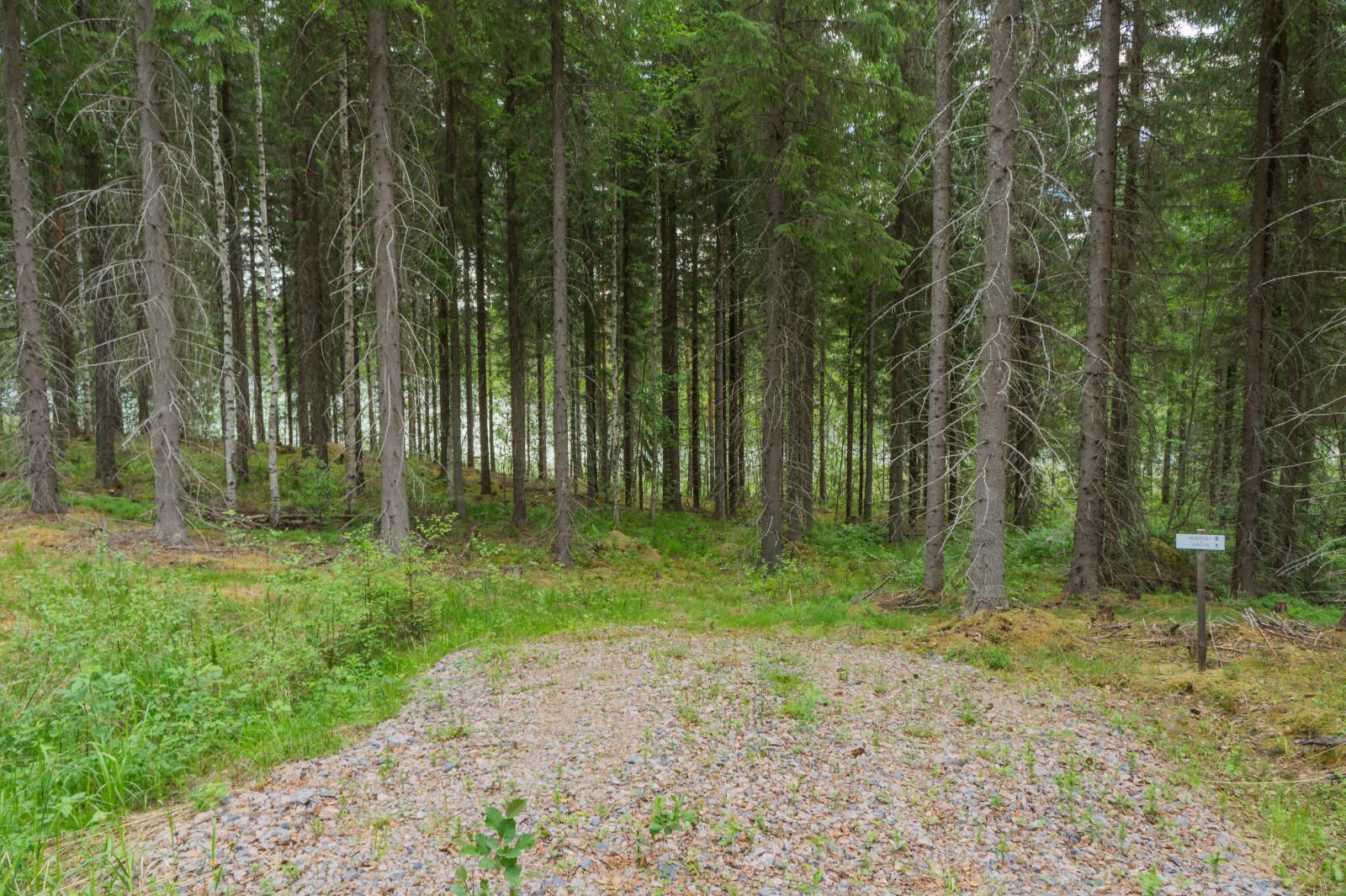 Kesäisen kuusimetsän taustalla häämöttää järvi. Etualalla on tienpohja.