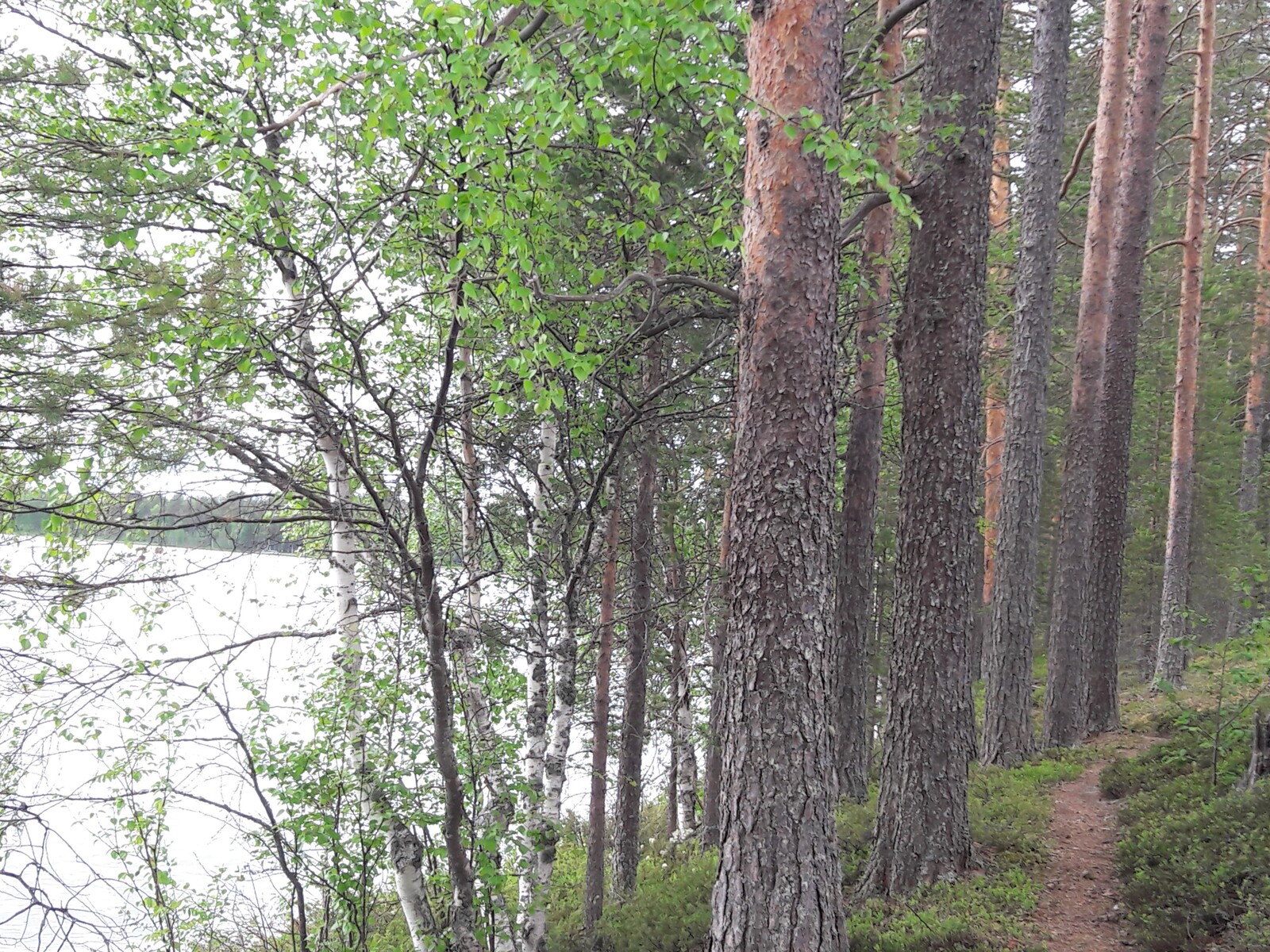 Rantakoivuja, joiden takana kasvavat männyt reunustavat kapeaa polkua.