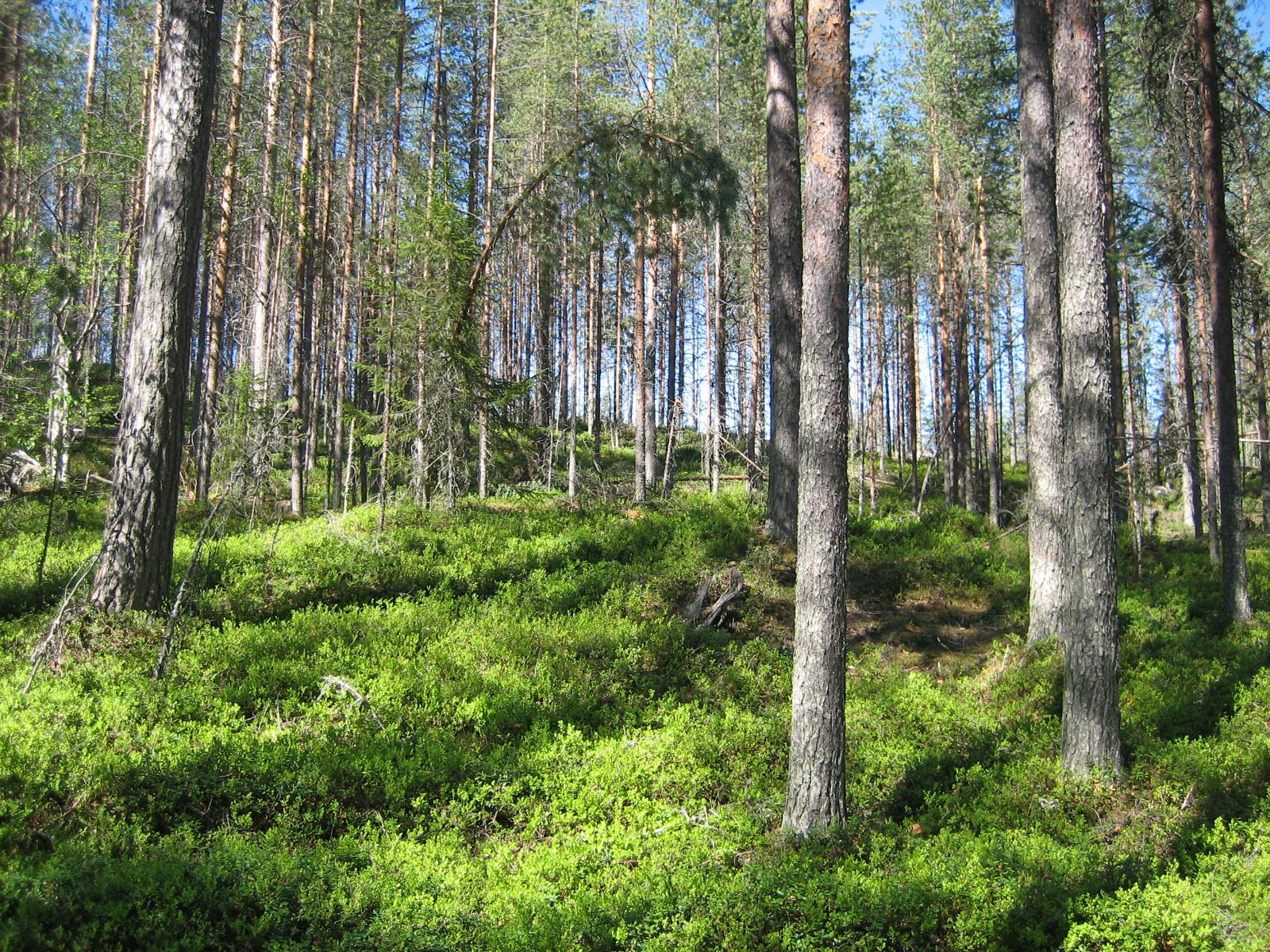 Aurinko paistaa rinteeseen, jossa kasvaa mäntyvaltainen metsä.