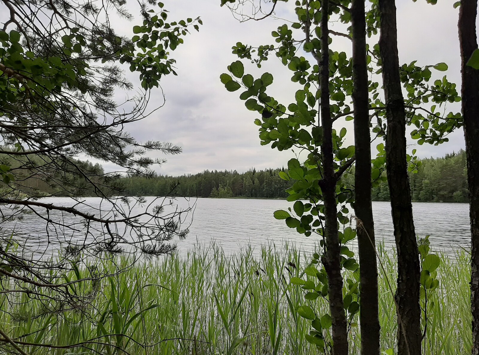 Rannassa kasvavien leppien ja männyn takana avautuu kesäinen järvimaisema.