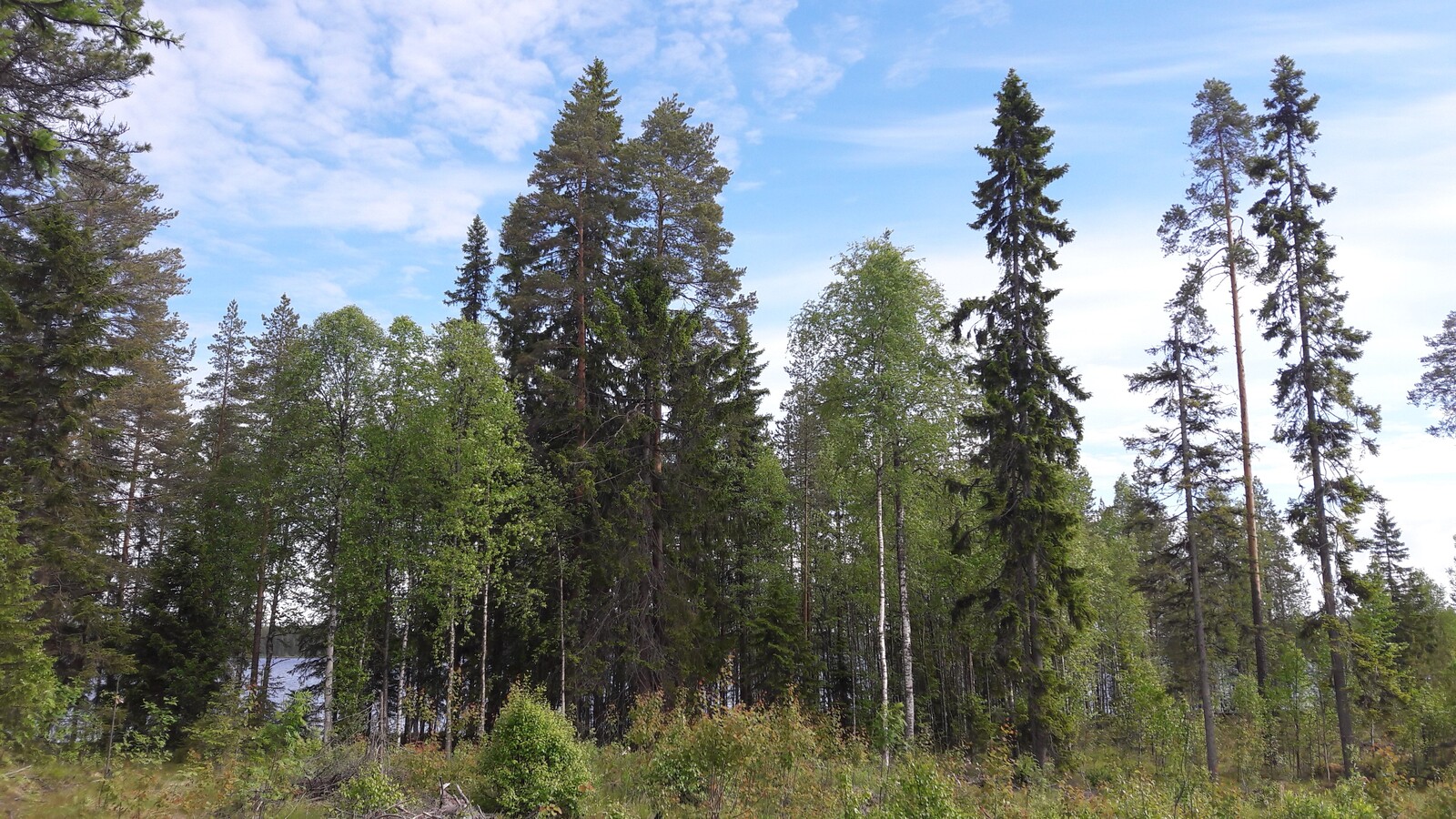 Rannan tuntumassa kasvavan kesäisen sekametsän takana häämöttää järvimaisema.