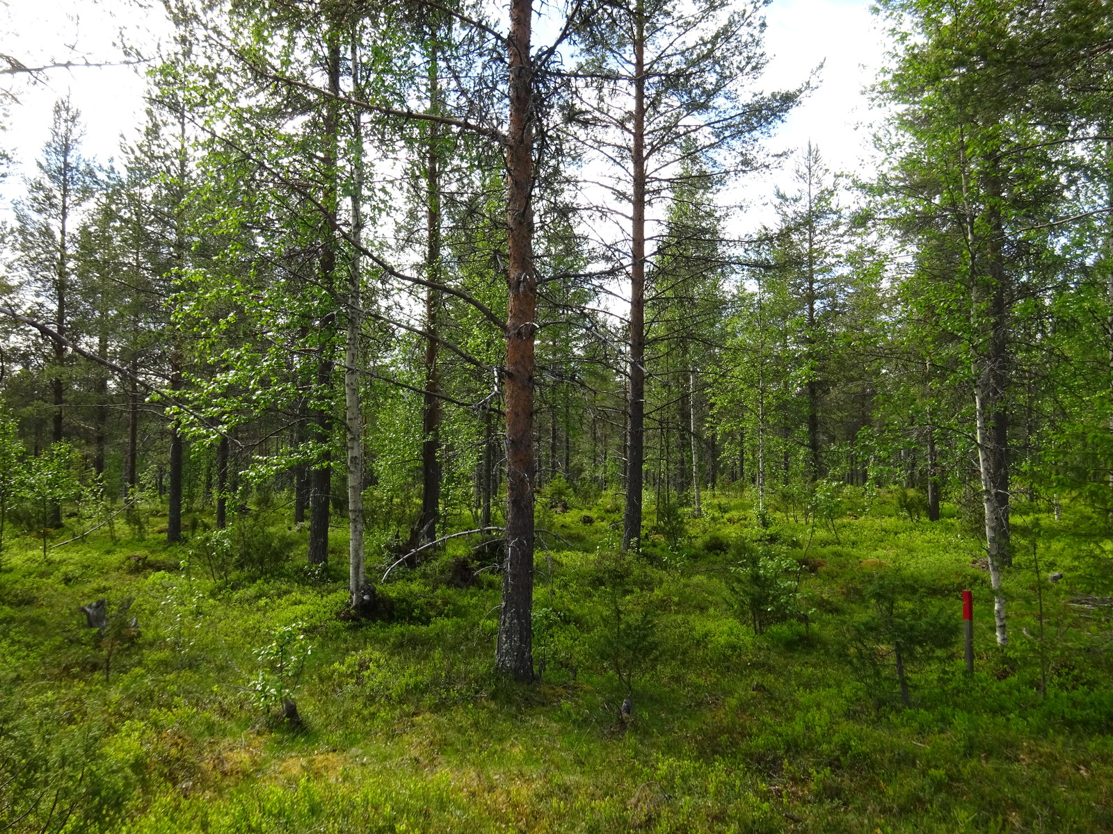 Mäntyvaltaisessa metsässä kasvaa myös lehtipuita, katajia ja runsaasti mustikanvarpuja.