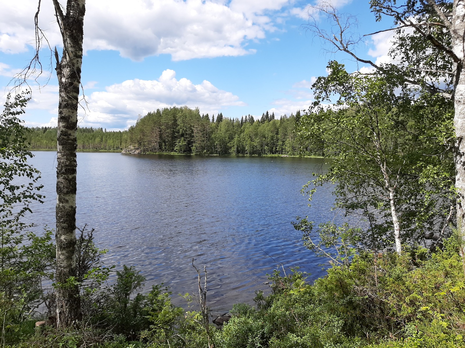 Rannassa kasvavat koivut reunustavat kesäistä järvimaisemaa. Vastarannalla on kallioinen niemi.