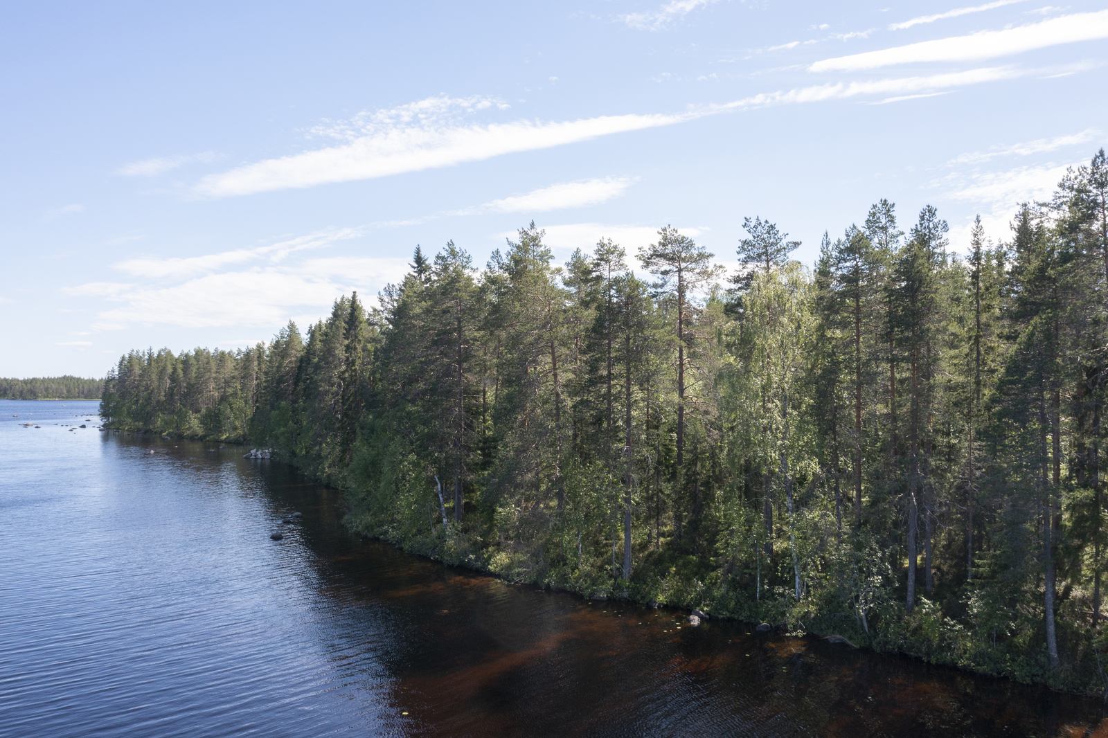 Kesämaisemassa havupuuvaltainen metsä reunustaa järveä. Ilmakuva.