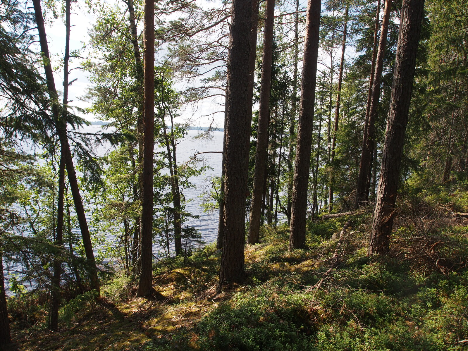 Rannassa kasvavan kesäisen sekametsän takana avautuu järvimaisema.