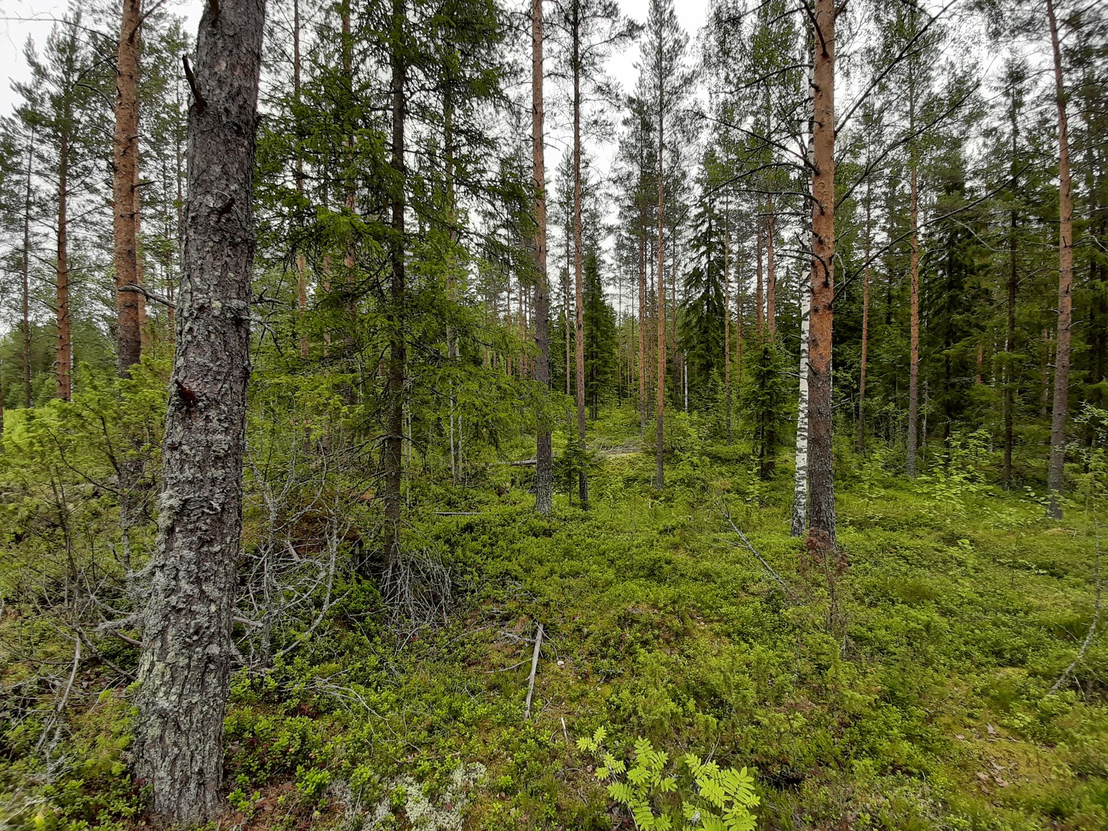 Havupuuvaltaisen metsän aluskasvillisuutena on puolukan- ja mustikanvarpuja.