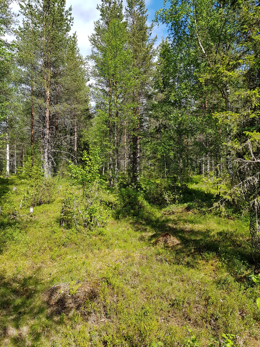 Aurinko paistaa kesäiseen sekametsään, jossa kasvaa koivuja, mäntyjä, kuusia ja katajia.