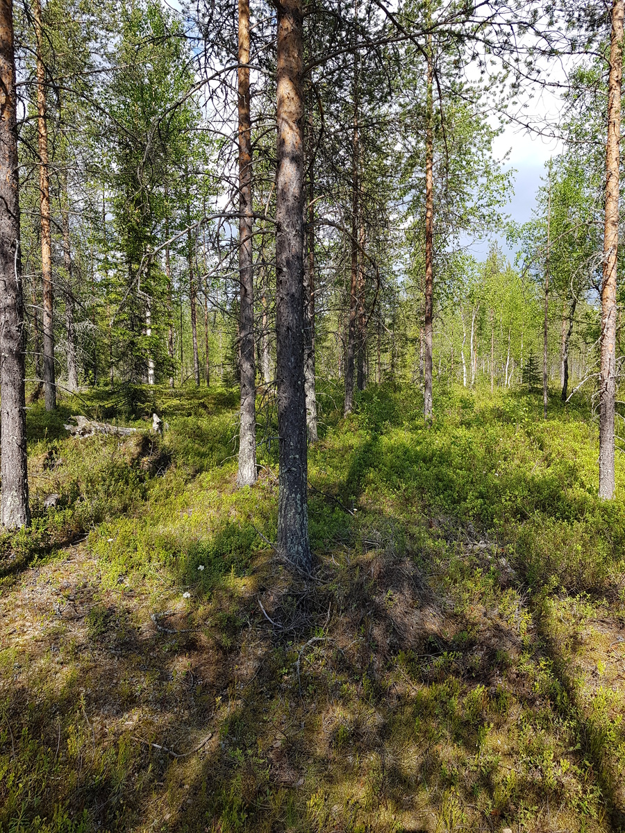 Aurinko paistaa avaraan mäntyvaltaiseen metsään ja luo puiden varjoja maahan.