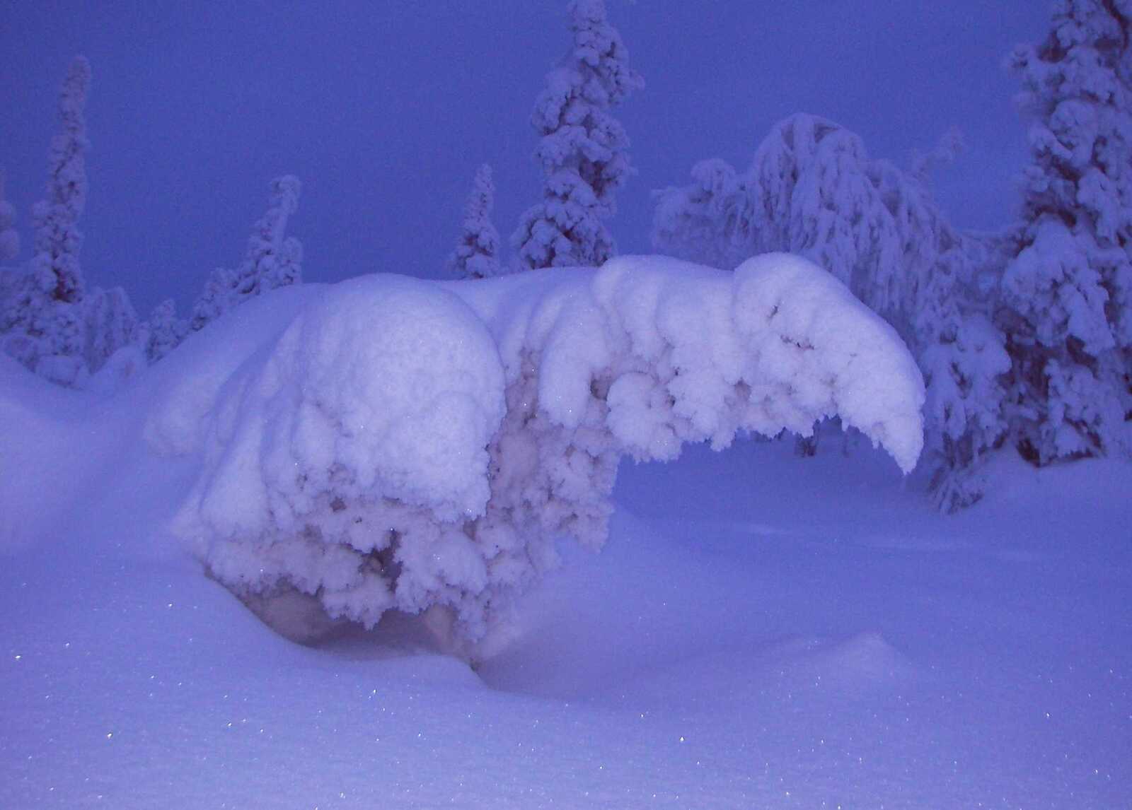 Puu on kaatunut kohti maata tykkylumen painosta runsaslumisessa metsässä.