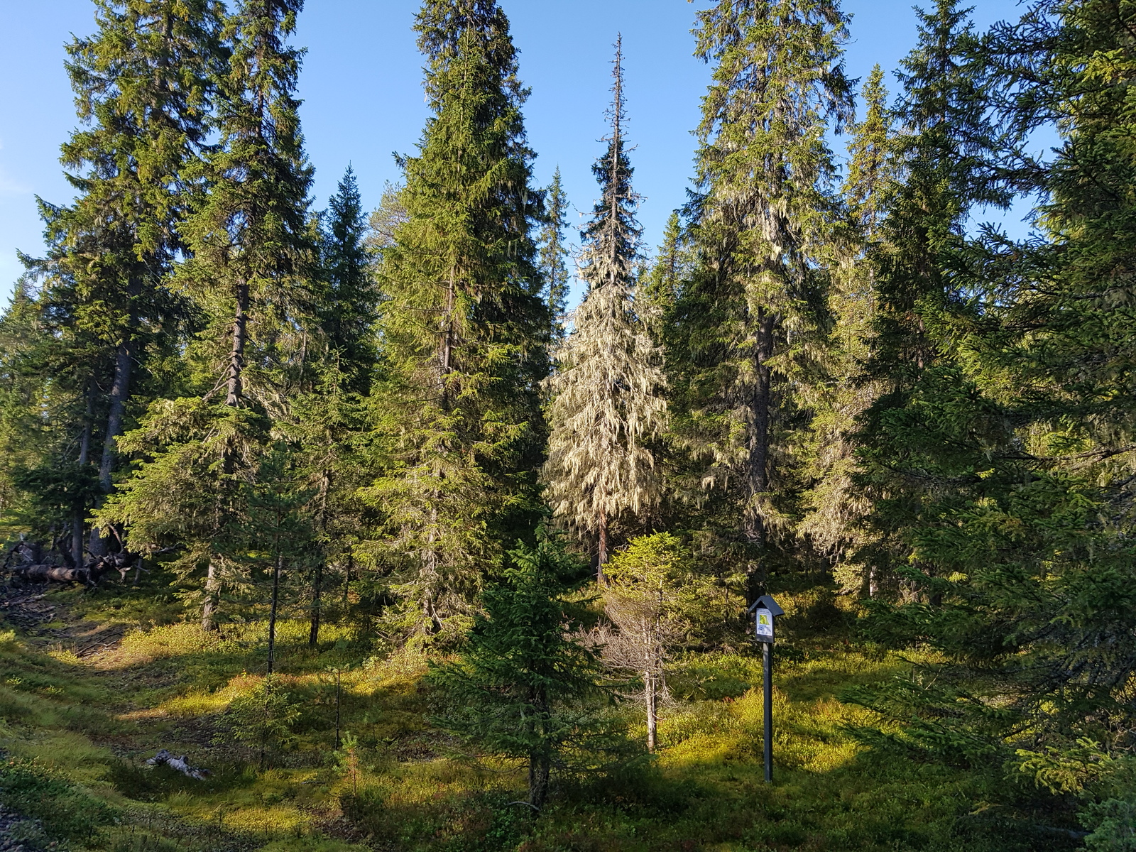 Aurinko paistaa tiheään kuusimetsään.