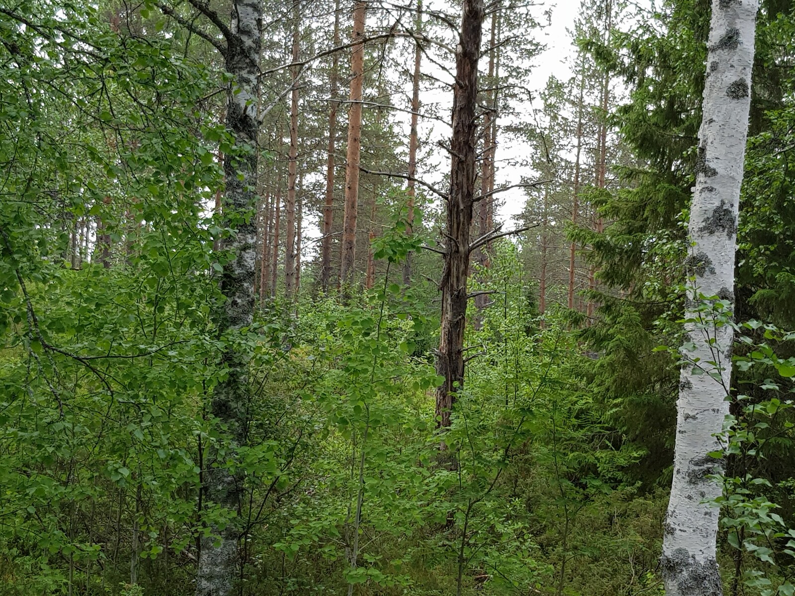 Vehreässä metsässä kasvaa koivuja, katajia, haavan taimia, mäntyjä ja leveitä kuusia.