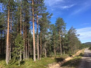 Oikealla kulkevaa hiekkatietä reunustaa kesäinen mäntymetsä.