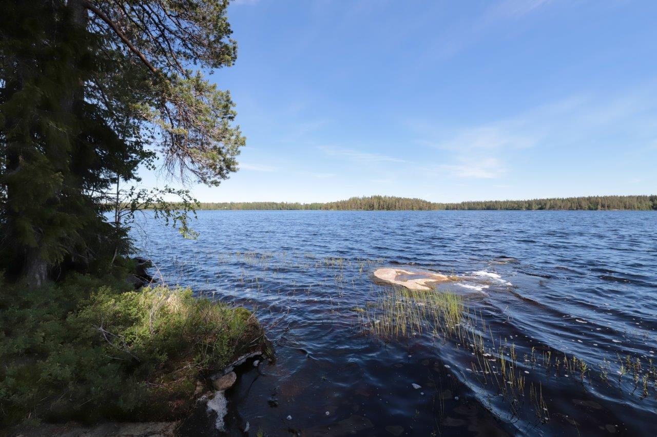 Rannalla kasvavien puiden vierestä avautuu järvimaisema. Veden pinnan alta paljastuu kiviä.