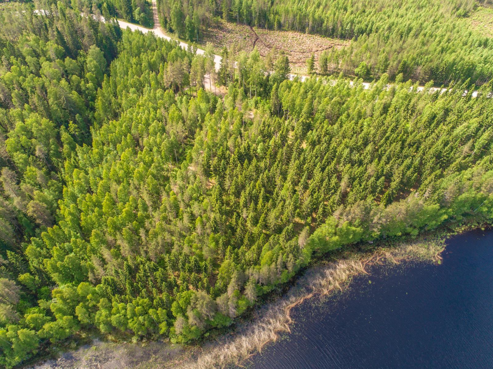 Järven rannasta alkaa kesäinen sekametsä. Taustalla kulkee tie. Ilmakuva.