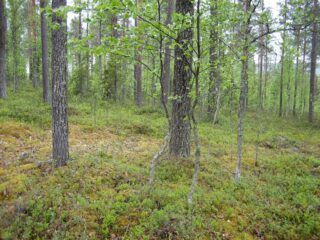 Kesäisessä sekametsässä kasvaa koivuja, kuusia ja mäntyjä.