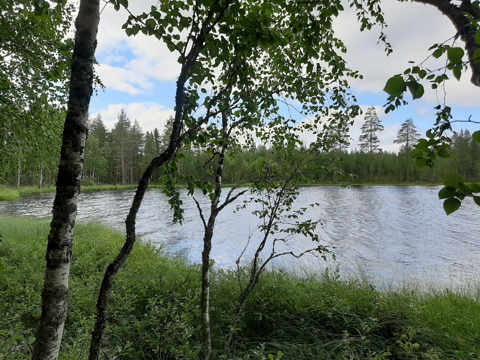 Rannassa kasvavien kolmen koivun takana avautuu kesäinen järvimaisema.