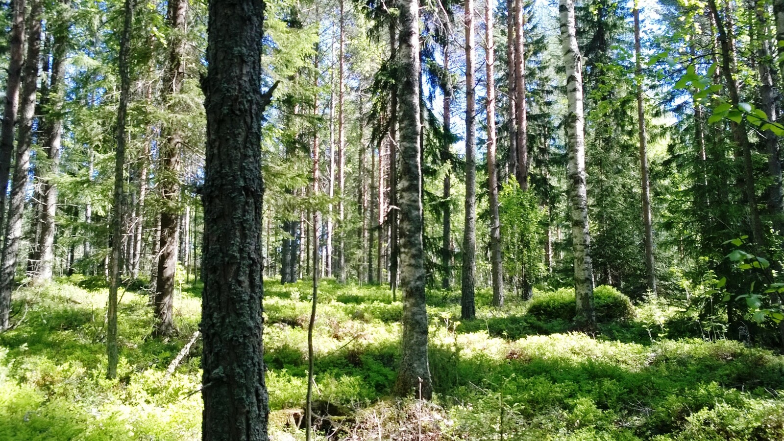 Kesäisessä sekametsässä kasvaa kuusia ja koivuja.