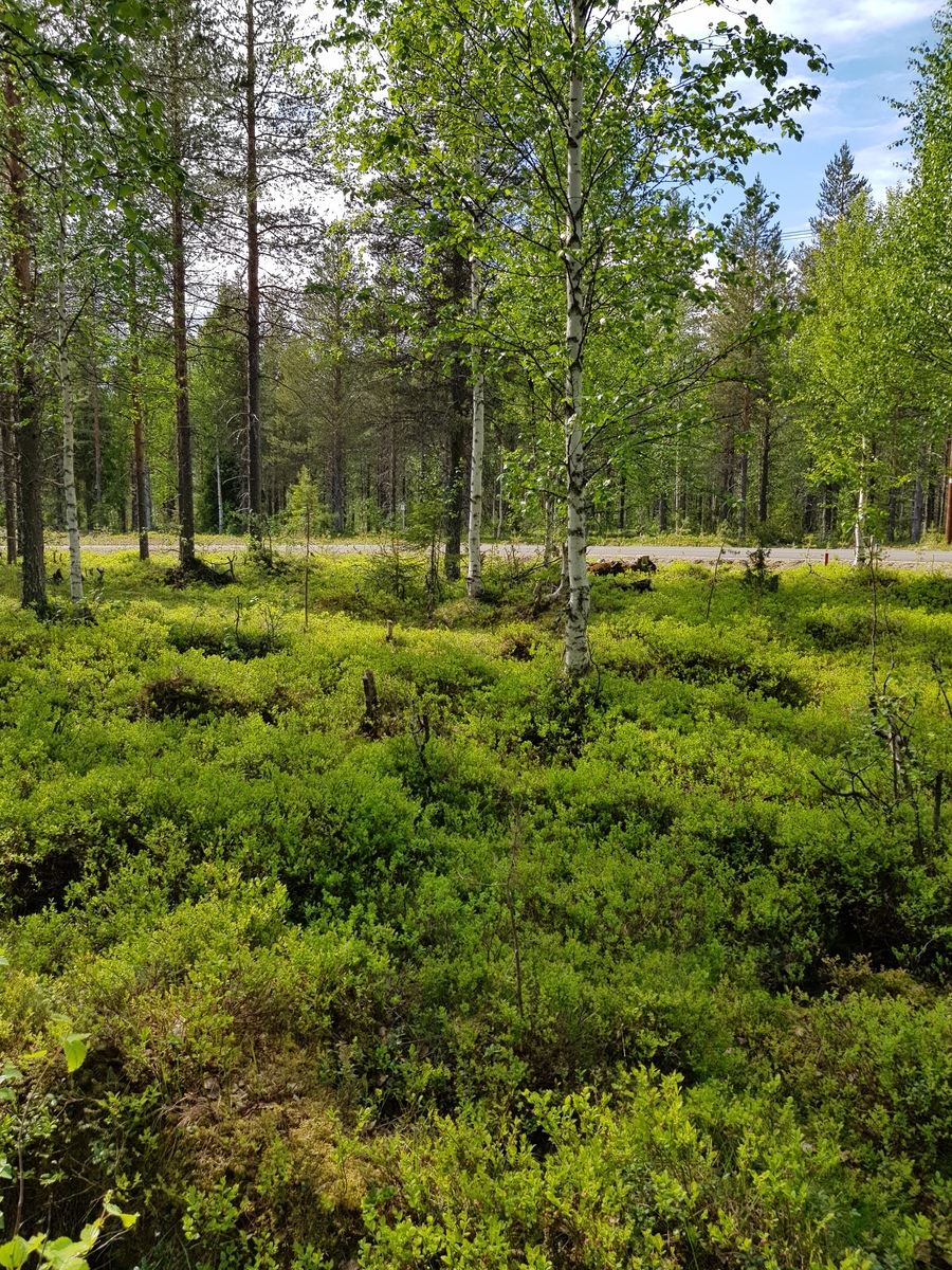 Aurinko paistaa sekametsään, jossa kasvaa koivuja, kuusia ja mäntyjä. Taka-alalla kulkee tie.