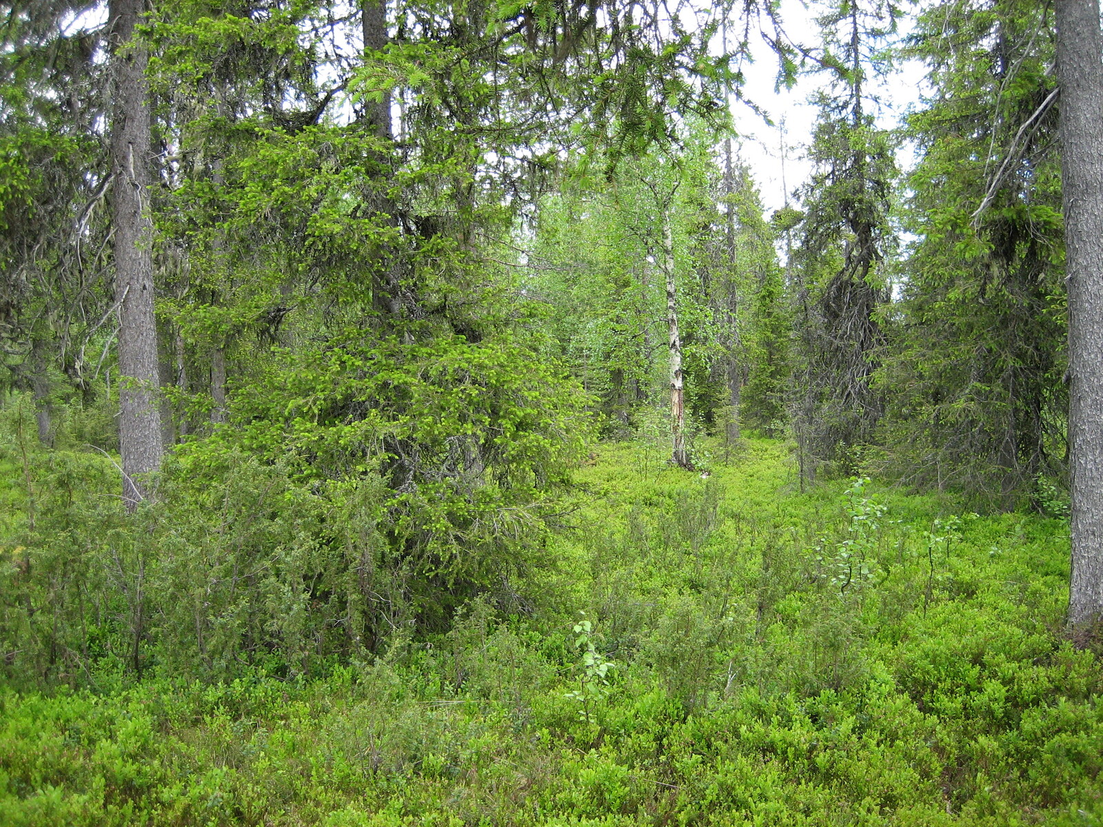 Vehreässä kuusivaltaisessa metsässä kasvaa myös koivuja ja katajia.