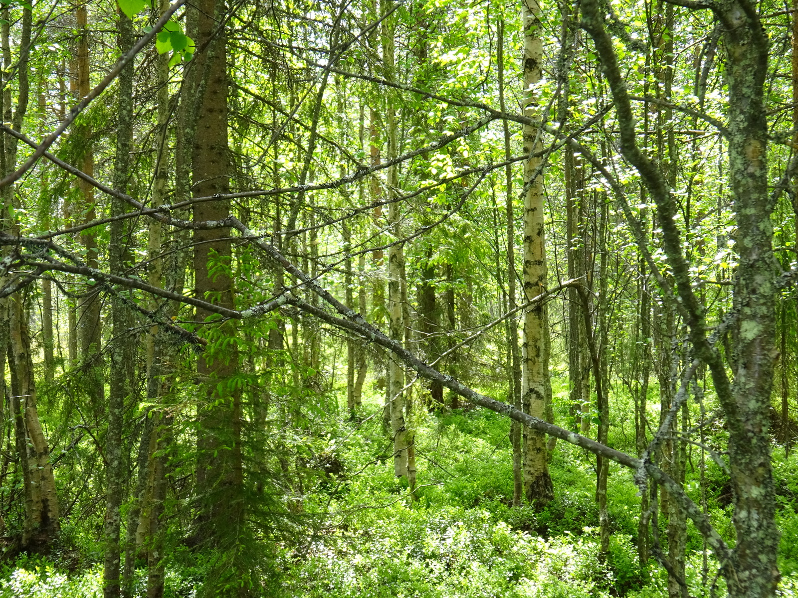 Aurinko paistaa sekametsään, jossa kasvaa koivuja, mäntyjä ja kuusia.