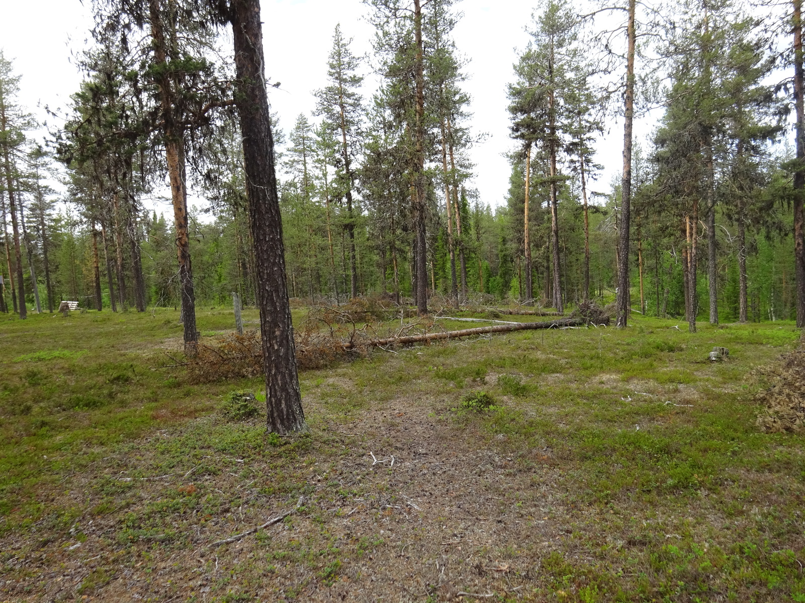 Kaatuneita puita hiekkapohjaisella mäntykankaalla loivasti kumpuilevassa maastossa.