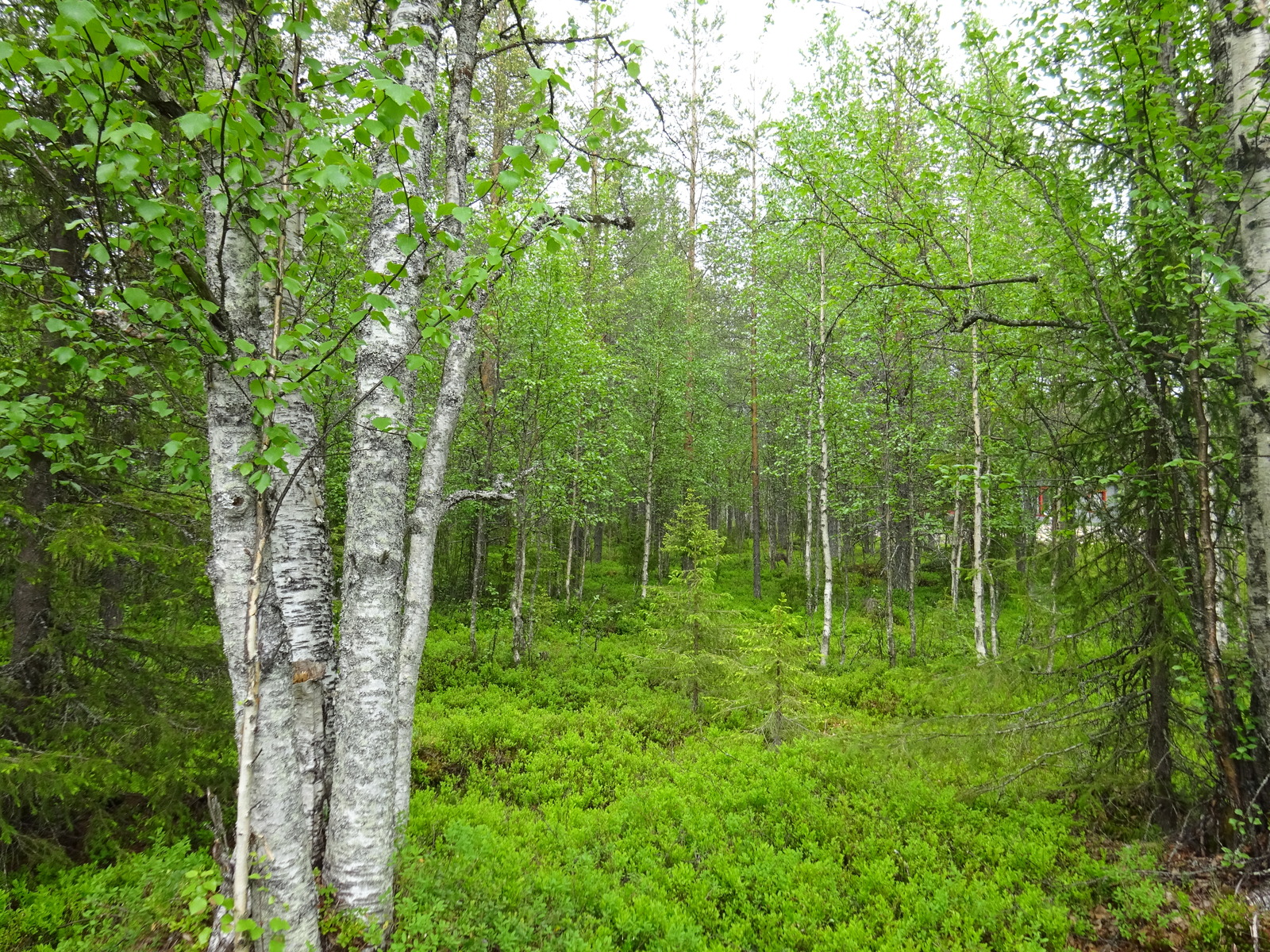 Vehreän sekametsän koivuissa on tuoreet lehdet. Etualalla on neljän koivun rykelmä.