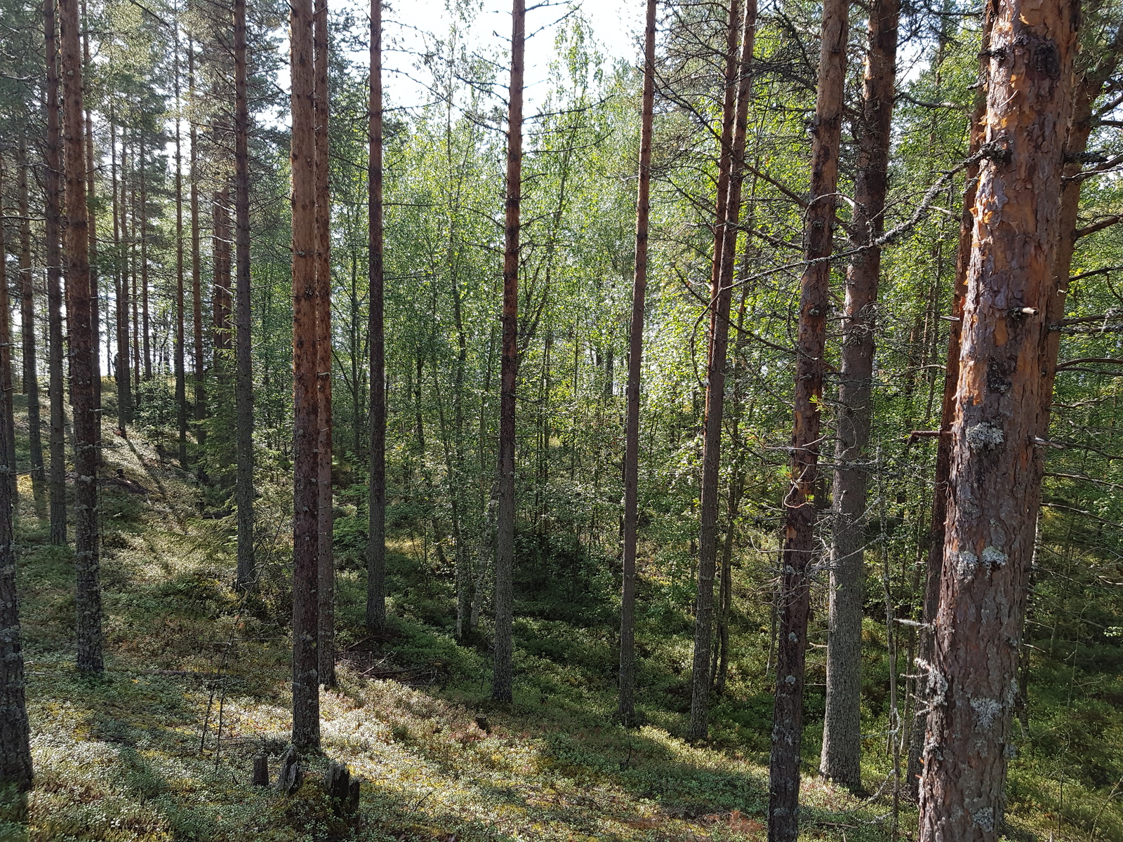 Kesäinen sekametsä kasvaa loivasti kumpuilevassa maastossa. Taustalla häämöttää järvi.