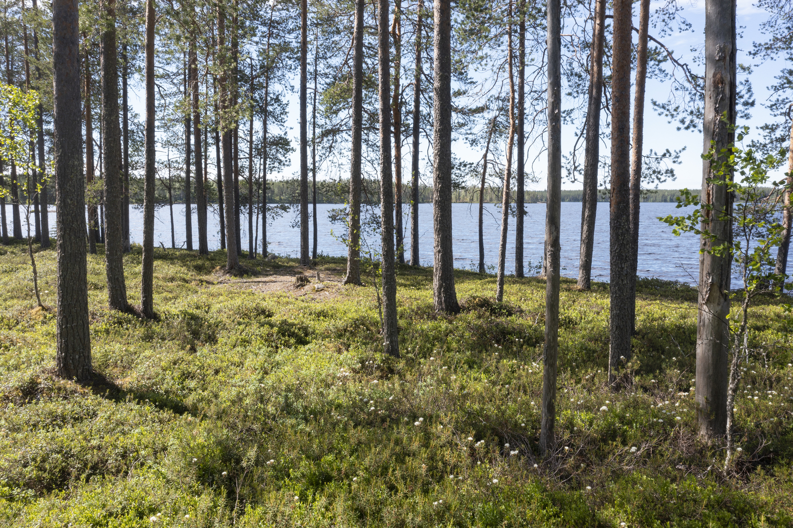 Rannassa väljästi kasvavien mäntyjen takana avautuu kesäinen järvimaisema.