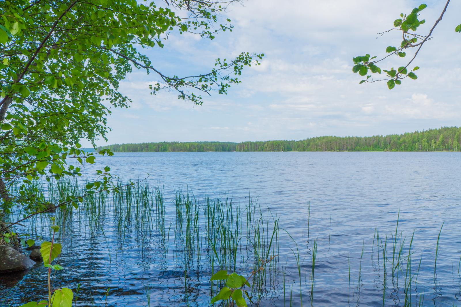 Koivun ja lepän oksat reunustavat kesäistä järvimaisemaa. Etualalla rantavedessä on vesikasveja.