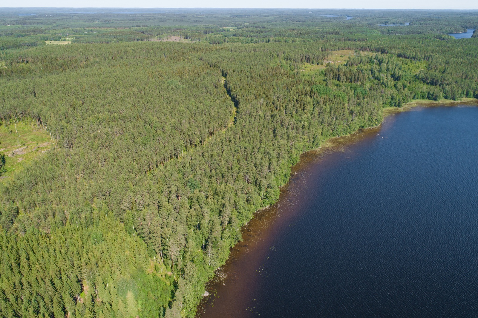 Järven rannasta alkaa kauas horisonttiin yltävä metsäalue. Ilmakuva.