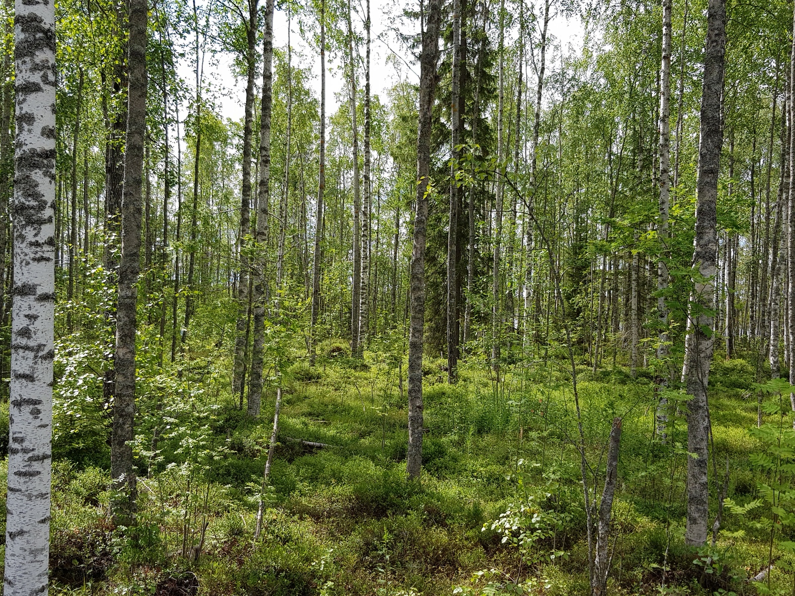 Valoisassa koivuvaltaisessa metsässä kasvaa myös pihlajia ja kuusia.