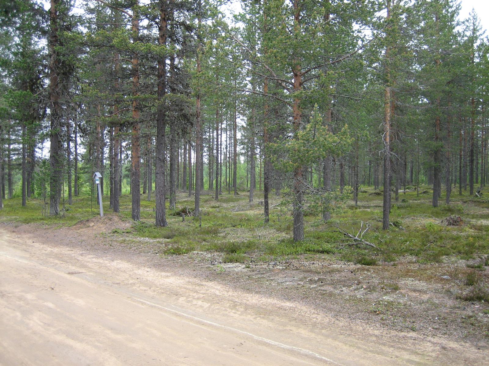 Rajatolppa tien varrella kangasmetsän edustalla.