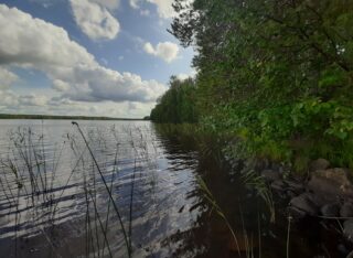 Vehreä sekametsä reunustaa järveä. Etualalla on vesikasveja ja taivaalla kesäisiä poutapilviä.