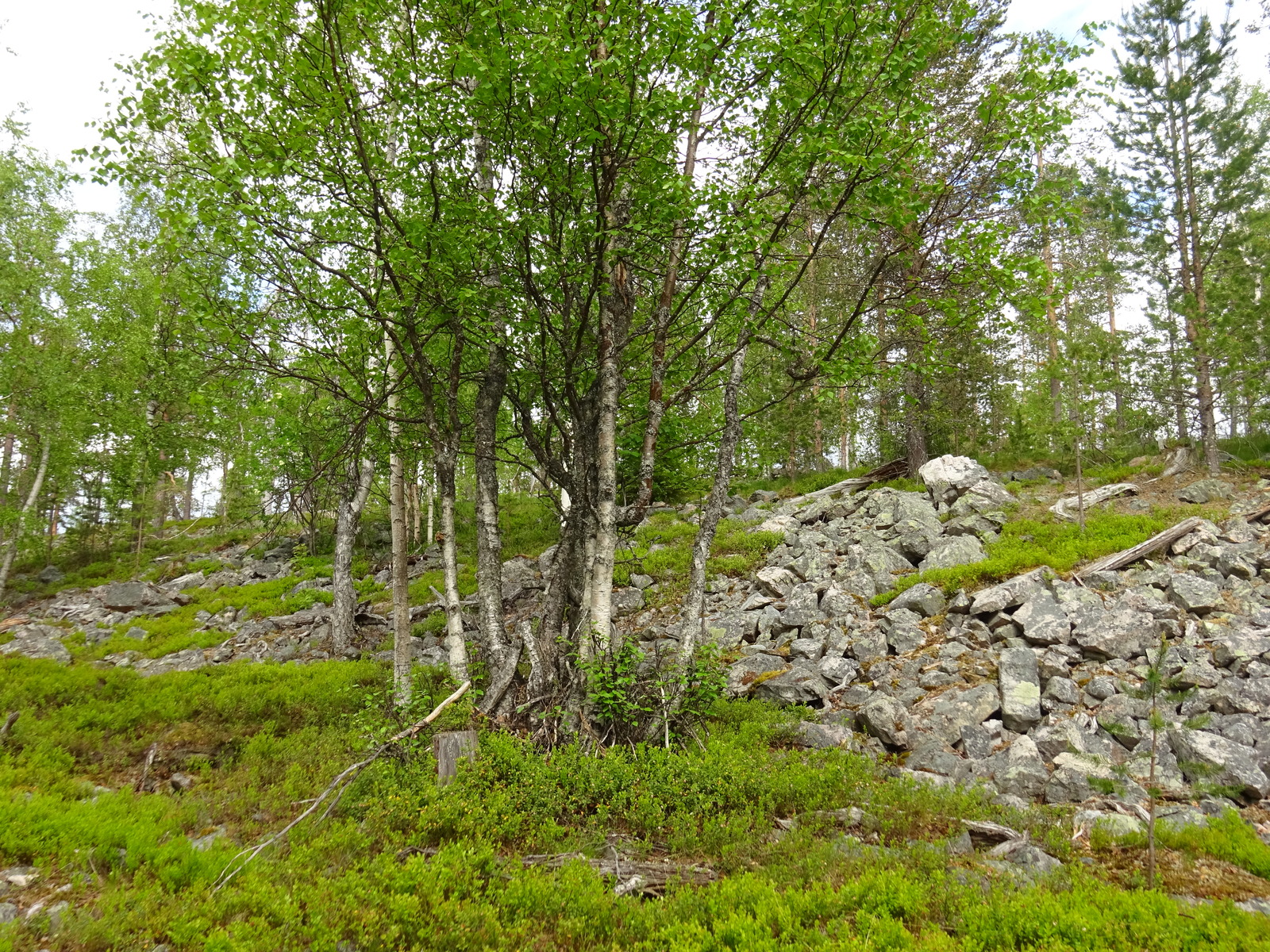 Loivassa rinteessä on kivirakkaa. Etualalla on rykelmä koivuja, joissa on tuoreet lehdet.