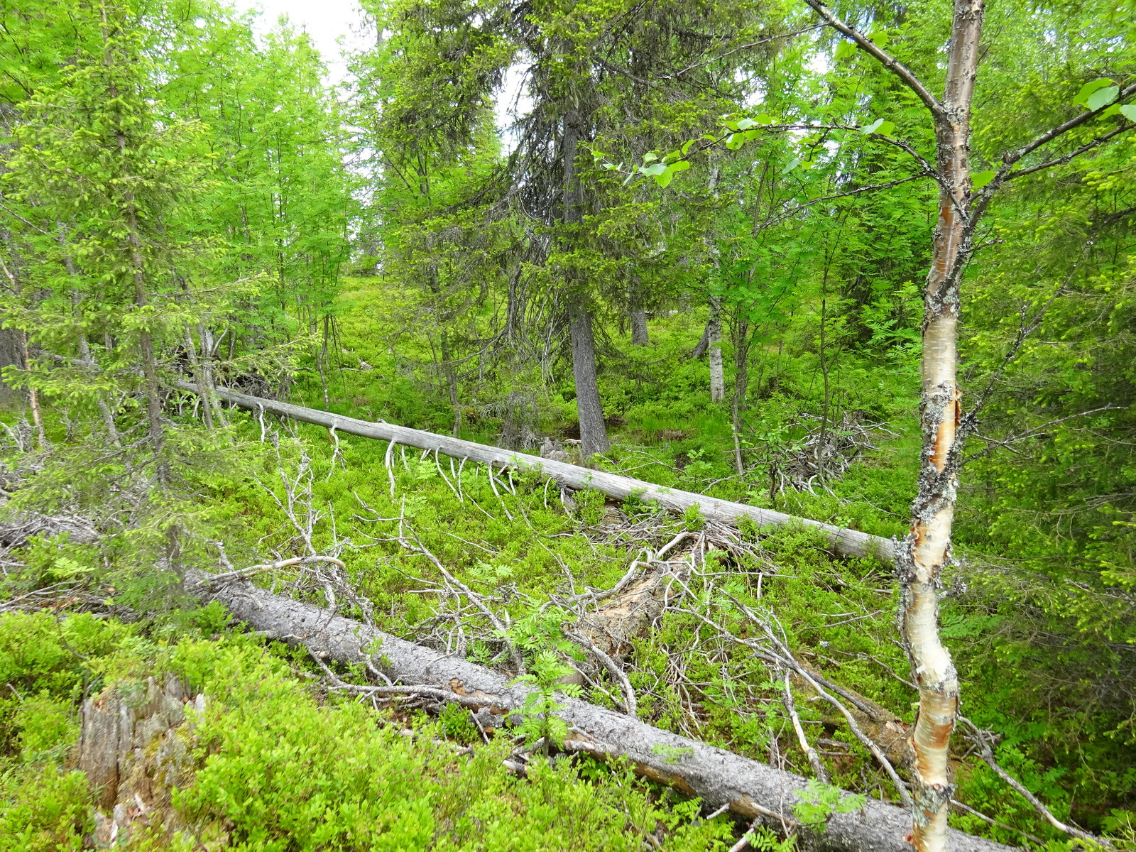 Runsaskasvuisessa sekametsässä on maassa kaatuneita puita, joista yksi on kelo.