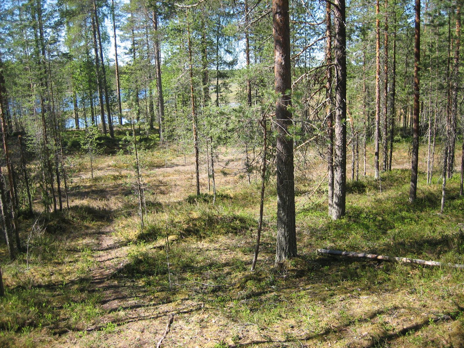 Aurinko paistaa mäntyvaltaiseen metsään. Taustalla häämöttää järvi.